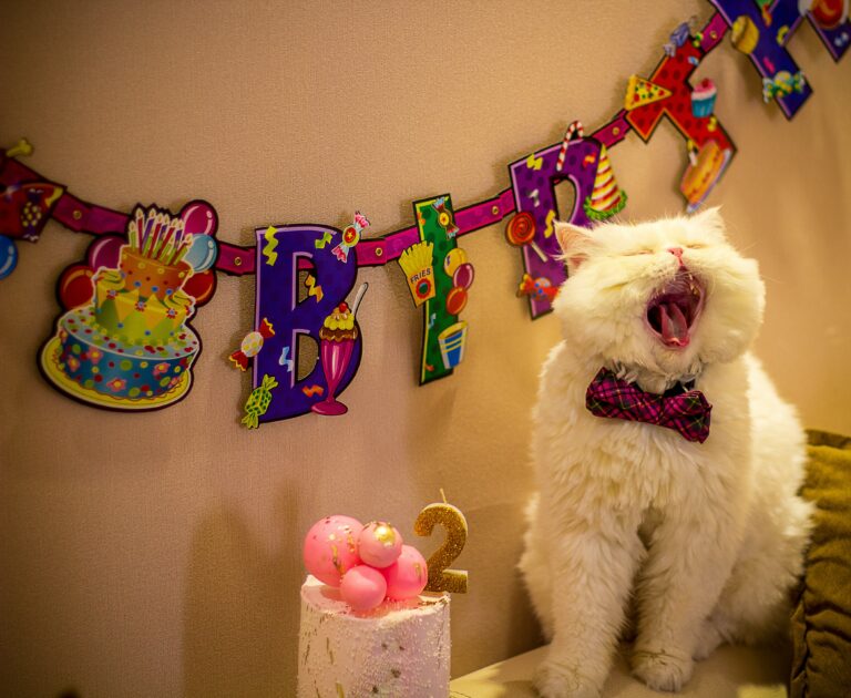 🎉 Throw an Eco-Friendly Pet Birthday Party: Zero-Waste Guide