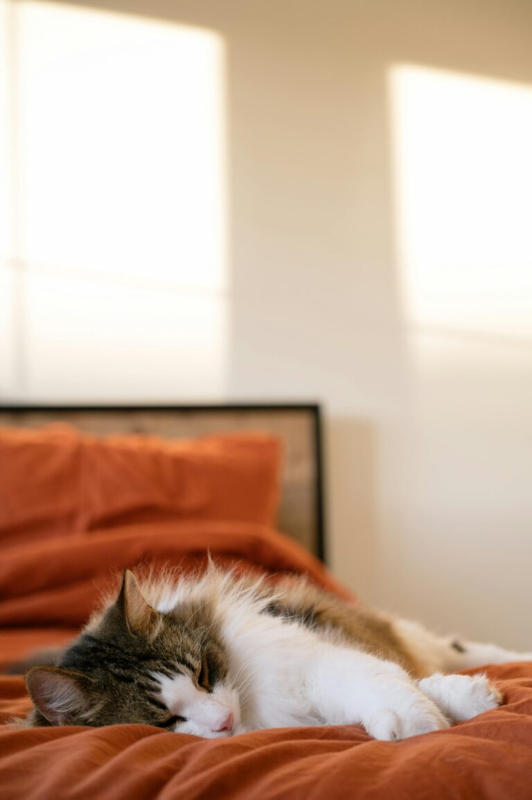 🛏️ A Guide to Choosing Non-Toxic Pet Beds for Sensitive Pets