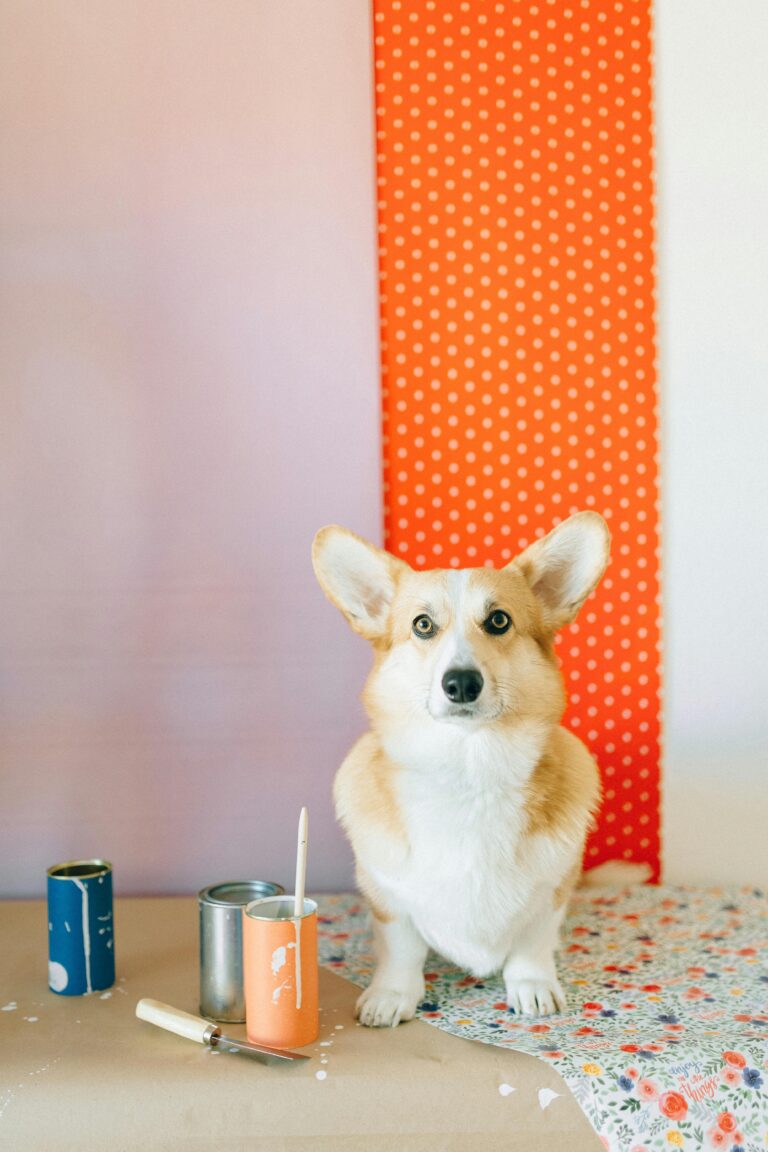 🧶 DIY Eco-Friendly Pet Toys: Fun, Cheap & Green