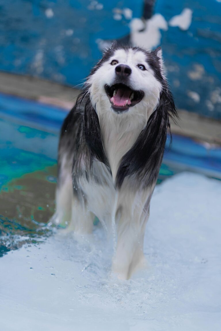🛁 How to Create a Zero-Waste Bath Routine for Your Dog