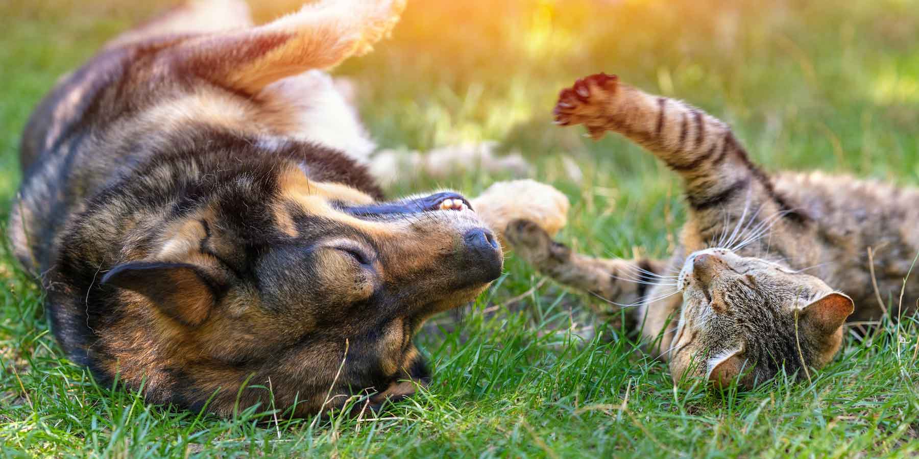 eco friendly pet parenting with happy dog and sustainable pet products